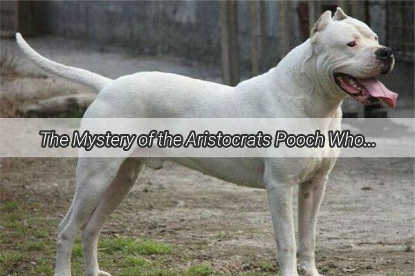 The Mystery of the Aristocrats Pooch Who Is the Beloved Canine of the Wealthy Young Master